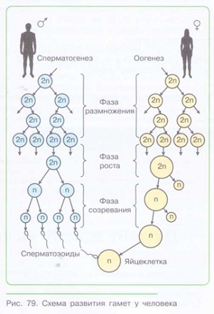 ПОЛОВОЕ РАЗМНОЖЕНИЕ_003